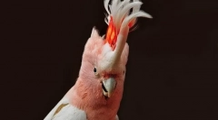 Ktorý parrot začne a či začať v byte